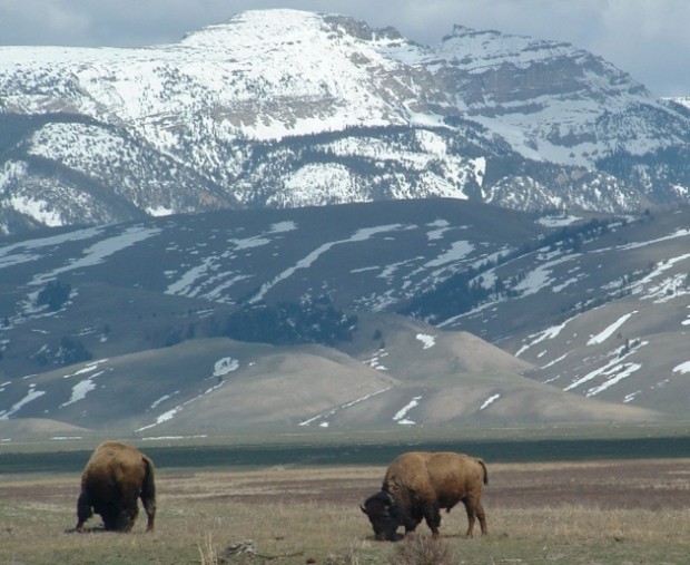 spring indian buffalo